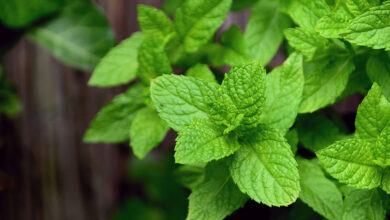 Mint: Health Benefits And Side Effects