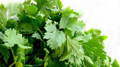 Parsley: Health Benefits and Harms