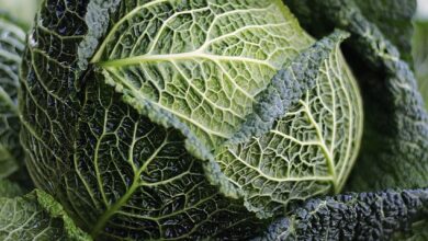 Cabbage: Health Benefits And Side Effects