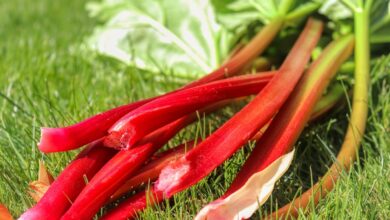 Rhubarb: Health Benefits and Harms