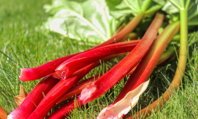 Rhubarb: Health Benefits and Harms