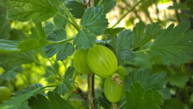Gooseberries: Health Benefits And Side Effects