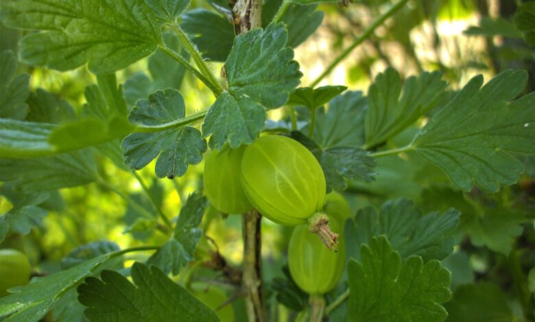 Gooseberries: Health Benefits And Side Effects